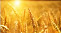 Breeding Wheat with Wild Relatives Enhances Disease & Climate Resilience