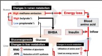 High Methane Emission in Japanese Black Cattle: Physiological Traits & Liver Transcriptome Insights