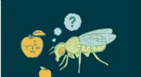 A Metabolic Protein Reveals How Flies Select Nutrient‑Balanced Foods
