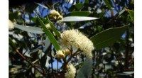 Hybridization Study Offers Hope for Endangered Eucalyptus sp. Cattai