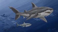 New Analyses of Giant Fossilized Megalodon Teeth Shed Light on Their Extinction