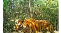 Wild Bengal Tigers Count Up 40% — New Data Reveals 5,578 Individuals