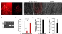 Innovative Technique Enables Transgenic Hairy Root Production in Tung Tree Seedling Stems