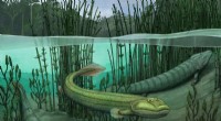 New Fossil Uncovers Four-Legged Fishapod That Remained Aquatic as Tiktaalik Took to Land