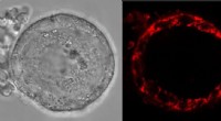 Scientists Reveal How Human Eggs Stay Viable for Decades