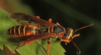 Paper Wasps Can Distinguish Between Identical and Distinct Objects