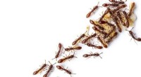 Ant Colonies Mimic Neural Networks in Collective Decision-Making