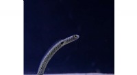 Garden Eels  Surprising Feeding Strategy: Scientists Uncover How They Use Burrows to Catch Zooplankton
