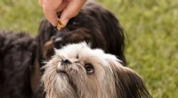 Raw Meat Diets in Dogs Linked to Higher Levels of Antibiotic-Resistant Bacteria