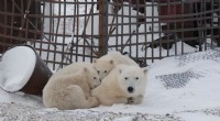 Trash Attracts 50+ Polar Bears to Russian Village, Endangering Humans and Their Cubs