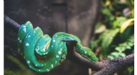 Exotic Snakebite Cases Surge in the UK, Highlighting Pet Trade Risks