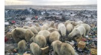 Human Food Waste Threatens Polar Bears: New Report Highlights Urgent Conservation Crisis