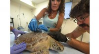 Recovered Green Sea Turtle  Tortie  Released in Florida with Satellite Tracker