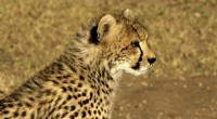 India Set to Welcome African Cheetahs Under Namibia Deal