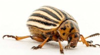Colorado Potato Beetles Regrow Muscles on Demand to Conserve Energy