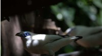 New Study Reveals Hope for Critically Endangered Bali Myna: Tackling Neophobia to Boost Conservation
