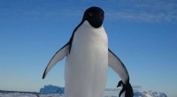 New Genomic Study Uncovers 60 Million Years of Penguin Evolution
