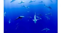 Over 70% of Sharks in Global Fin Trade Face Extinction Risk, Study Finds