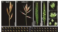 New Gene Identified That Boosts Wheat Yields