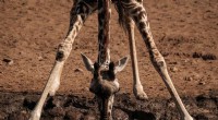Historic Twin Giraffe Births Surprise Kenya s Wildlife Rangers