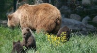 Female Bears Prefer Human-Adjacent Dens to Shield Cubs from Male Threats