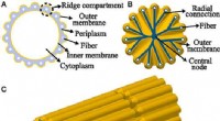 Cable Bacteria: Nature’s Electrifying Microbial Networks