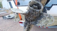 Rapid Westward Expansion of Zebra and Quagga Mussels Highlights Their Major Environmental Threat
