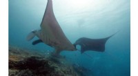 How Individual Behaviors Shape Social Bonds Among Reef Manta Rays