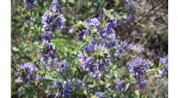 Alfalfa & Indian Mustard: Promising Lead Detox Plants for Nepal