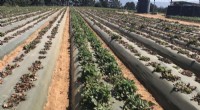 UC Davis Breakthrough: New Strawberry Genes Confer Resistance to Fusarium Wilt