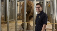 How Elephant Trunk Skin Enhances Versatility: New Georgia Tech Study