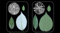 Plant Study Suggests Evolution Can Be Predictable