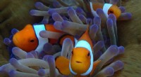 New Study Reveals Clownfish Adapt Growth to Match Host Anemone Size