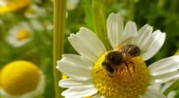 How Bees Boost Crop Yields and Help Stabilize Food Prices