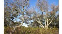 Gum Rockrose Threatens Cork Oaks: Assessing Competition in Portugal
