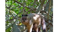 New Study Reveals Hooded Capuchin Monkey Faces Greater Extinction Threat Than Previously Thought