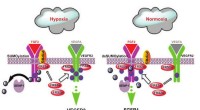 New Insights: How SUMOylation Directs Endothelial Angiogenic Signaling