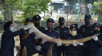 Malaysia Seizes $18M Cache of Illegally Traded Elephant Tusks, Rhino Horns, and Pangolin Scales