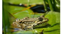 Breakthrough Study Reveals New Insights Into Devastating Frog Disease