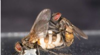 Zombie Fly Fungus Traps Healthy Males by Mimicking Female Corpses for Reproduction