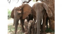 Orphaned Wild Elephants Thrive with Social Support, Study Finds