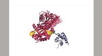 New Study Reveals Protein Flexibility Is Key to Function