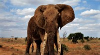 How Elephant DNA May Unlock New Cancer Prevention Strategies
