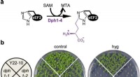 Diphthamide: A Shared Vulnerability in Plants and Animals Revealed by Arabidopsis dph1 Mutant Studies