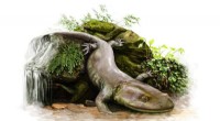 50-Year-Old Ancient Salamander Skeleton Discovered Inside Skye s Mystery Rock – New Study Reveals Its Secrets