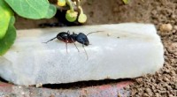 Why Ants Matter: Protecting Your Home & the Environment