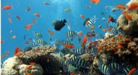 Whole‑Site Management of Marine Protected Areas Boosts Reef Species by 95%