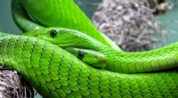 New Bristol Study Highlights Key Welfare Issues for Privately Kept Snakes