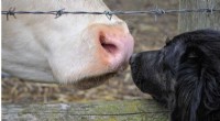 Call for Robust Animal Law Reform in Canada: Researchers Demand Stronger Protections