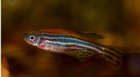 Fish Brain Genes for Counting Could Unlock New Treatments for Human Neurodevelopmental Disorders